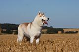 SIBERIAN HUSKY 688